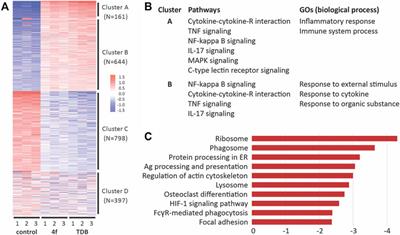 Water-soluble trehalose glycolipids show superior Mincle binding and signaling but impaired phagocytosis and IL-1β production